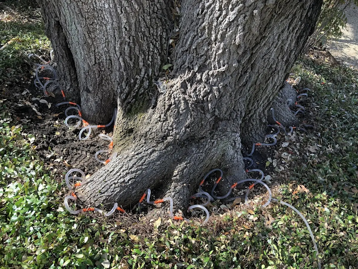 Detailed Tree Cabling and Bracing job site in Oak Bluffs