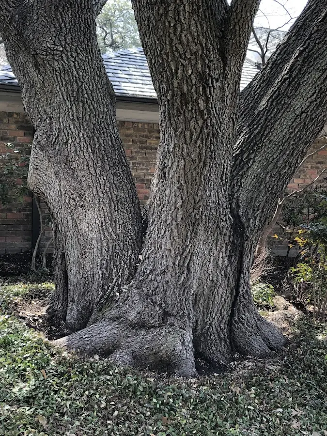 Mature heritage tree close to a Oak Bluffs property cared for by certified arborists